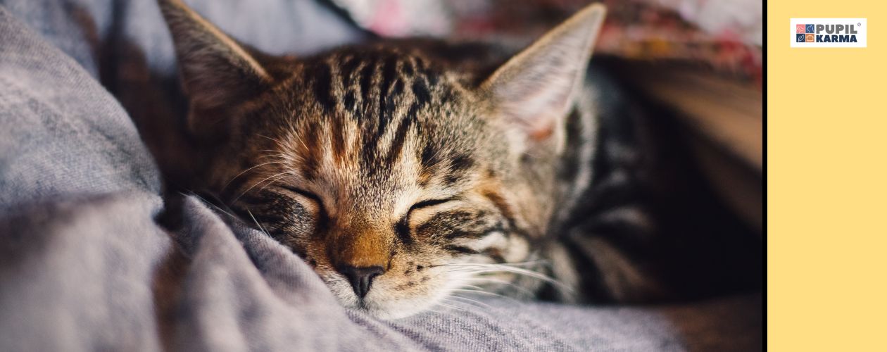 Jesień to czas mniejszej aktywności kota. Na zdjęciu śpiący mały kot na szarym kocu. Po prawej żółty pas i logo pupilkarma.